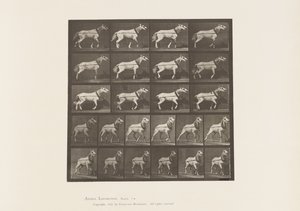 Traction; Tête tirée; Jument gris clair - Eadweard Muybridge