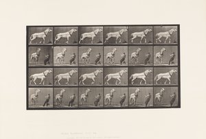 Traction; Homme tirant la tête; Jument gris clair - Eadweard Muybridge