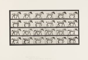 Planche 574. Marche ; Libre ; Cheval belge gris foncé Hansel, 1885 - Eadweard Muybridge