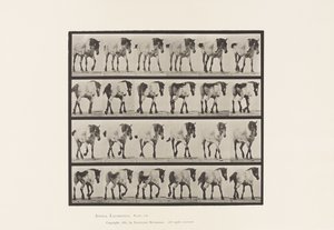 Planche 575. Marcher; Libre; Cheval belge gris foncé Hansel - Eadweard Muybridge