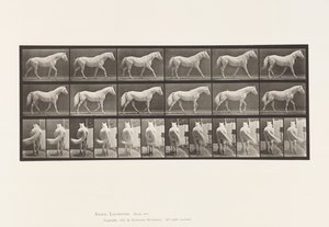 Planche 576. Marche; Libre; Cheval Gris Clair Eagle - Eadweard Muybridge