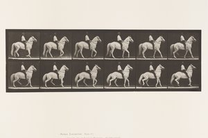 Planche 577. Marcher; Selle; Irrégulier; Cheval blanc Clinton - Eadweard Muybridge