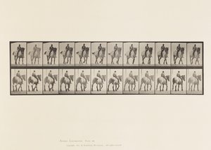 Planche 578. Marche; À Cru; Cheval Belge Gris Foncé Dusel - Eadweard Muybridge