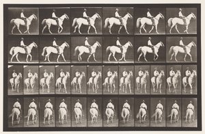 Marche; Selle; Cheval blanc Elberon