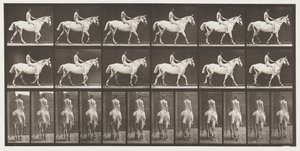Marche; À cru; Cavalier, 43, nu; Cheval gris clair Smith - Eadweard Muybridge