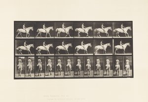 Planche 582. Marche; Selle; Cavalier, 43, Nu; Cheval Gris Clair Smith - Eadweard Muybridge