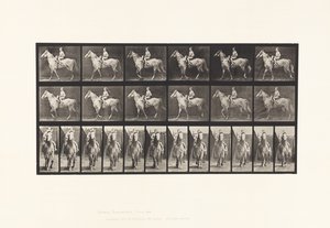 Planche 583. Marcher; Selle; Cavalier féminin; Nu; Cheval gris Tan - Eadweard Muybridge