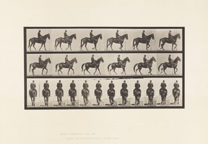 Marche; Selle; Irrégulier; Jument brune Beauty - Eadweard Muybridge