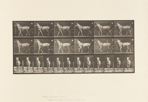 Marche; Sulky; Jument gris clair Katydid - Eadweard Muybridge