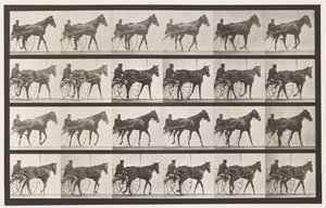 Planche 587. Marcher; Sulky; Jument alezane Nellie Rose - Eadweard Muybridge