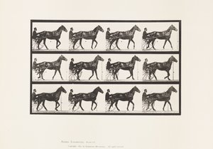 Planche 588. Marcher; Sulky; Cheval bai Reuben - Eadweard Muybridge