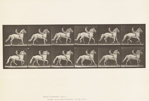 Planche 590. Amble - Eadweard Muybridge