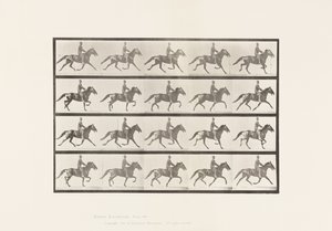 Planche 591. Bercer - Eadweard Muybridge