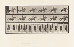 Planche 592. Balancement (Amble); Selle; Cheval Brun Pronto - Eadweard Muybridge