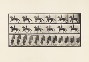 Planche 593. Balancement (Amble); Selle; Cheval Brun Pronto