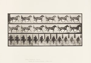 Planche 594. Balancement (Amble) : Sulky; Cheval Brun Pronto - Eadweard Muybridge