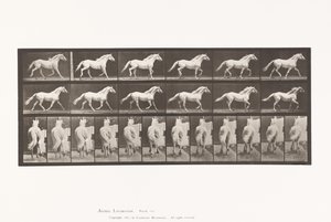 Planche 596. Trot; Libre; Cheval Gris Clair Eagle - Eadweard Muybridge