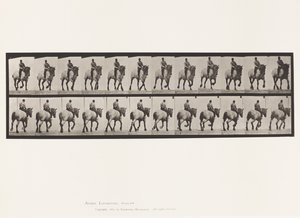 Planche 599. Trot; À Cru; Gris Foncé Dusel - Eadweard Muybridge