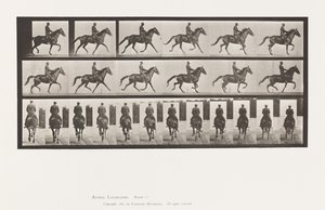 Planche 601. Trotter; Selle; Jument brune Beauty