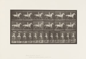 Planche 602. Trot; À cru; Cavalier, 43, Nu; Cheval gris clair - Eadweard Muybridge