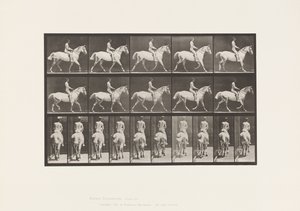 Planche 603. Trot; Selle; Chevauchée, 43, Large, Cheval Gris Clair Smith - Eadweard Muybridge