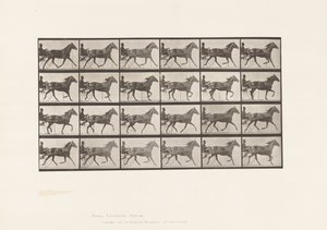 Planche 607. Trotter; Sulky; Jument baie, Lizzie M. - Eadweard Muybridge