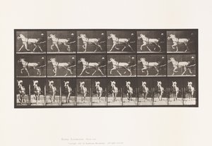 Planche 610. Trotter; Sulky; Jument grise, Katydid