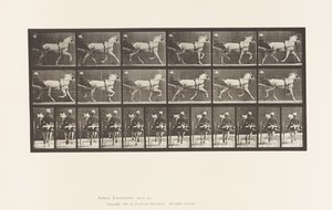 Planche 611. Trot; Sulky; Jument Grise, Katydid