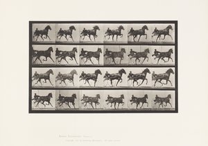Planche 613. Trot; Sulky; Jument Alezane Nellie Rose - Eadweard Muybridge