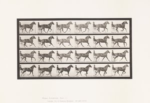 Planche 614. Trot; Passage au Galop; Jument Alezane Flode Holden - Eadweard Muybridge