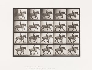 Planche 615. Petit Galop: À Cru; Cheval Belge Gris Foncé Hansel - Eadweard Muybridge