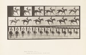 Planche 620. Petit Galop; Selle; Jument Pur-Sang Bai Annie 6 - Eadweard Muybridge