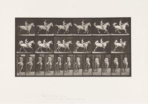 Planche 622. Galop; Selle; Cavalier, 43, Nu; cheval gris, 1885 - Eadweard Muybridge