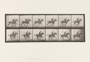 Planche 624. Galop; Selle; Cheval Bai Daisy