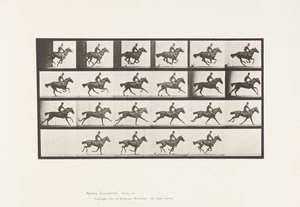 Planche 625. Galop; Cheval Pur-Sang Bai Bouquet - Eadweard Muybridge