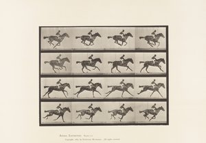 Planche 626. Galop; Jument Pur-Sang Bai Annie G. - Eadweard Muybridge