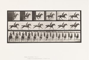 Planche 633. Galop; Selle; Cheval Pur-Sang Bai Bouquet - Eadweard Muybridge
