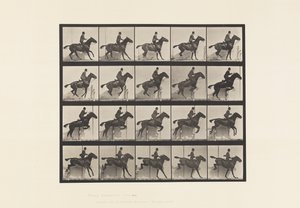 Planche 638. Sauter une Haie; Selle; Cheval Bai Daisy