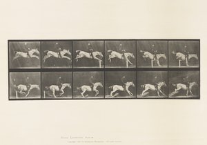 Planche 641. Sauter un Obstacle; Selle; Renverser l