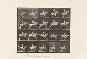 Planche 642. Sauter une haie; Selle; Cavalier, 105, Nu; Jument grise, 1885 - Eadweard Muybridge