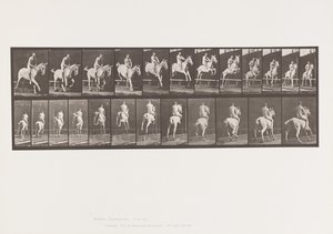 Planche 647. Sautant une haie ; À cru ; Cavalier - Eadweard Muybridge