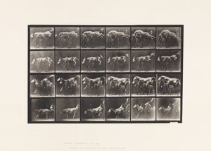 Sauter par-dessus trois chevaux; A,B; cheval alezan Hornet - Eadweard Muybridge