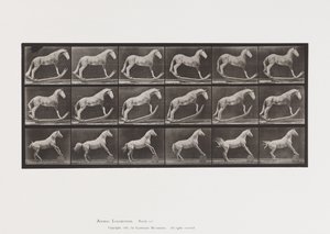Planche 649.A, Frelon, Balançant; B, Aigle, Rouleau de Baril, Etc. - Eadweard Muybridge