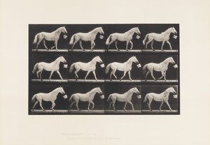 Planche 650. Marchant avec un seau dans la bouche ; Cheval gris clair - Eadweard Muybridge