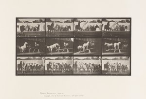 Planche 651.A, Sonnerie de cloche; B, Planchette; C, Exercice Militaire - Eadweard Muybridge