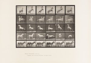Planche 652. A, B, C, D, E, Chevaux se cabrant, etc. - Eadweard Muybridge