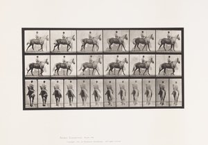 Planche 653. Marchant; Selle; Boitant, Patte Avant Droite; Cheval-Buckskin