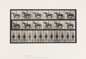 Planche 654. Marchant; Selle; Boitant, Patte Avant Droite; Cheval-Buckskin - Eadweard Muybridge