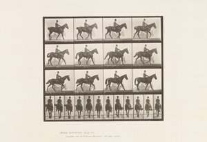 Planche 655. Marche; Selle; Éparvin, patte arrière droite; Cheval - Eadweard Muybridge