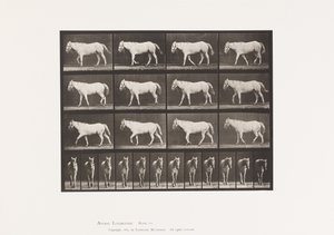 Planche 656. Marche libre; Ossification du cartilage - Eadweard Muybridge